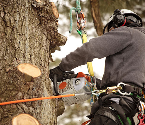 TreePro employee cutting a tree down